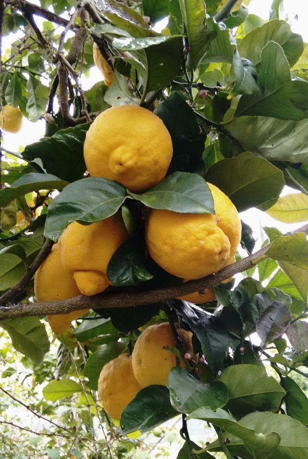 *****Finca Bella Vista Arucas Ngoại thất bức ảnh